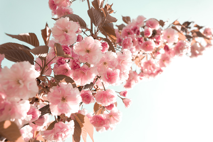 春挙式 結婚式のテーマは 桜 オシャレな桜ウェディング演出まとめ 花嫁ノート